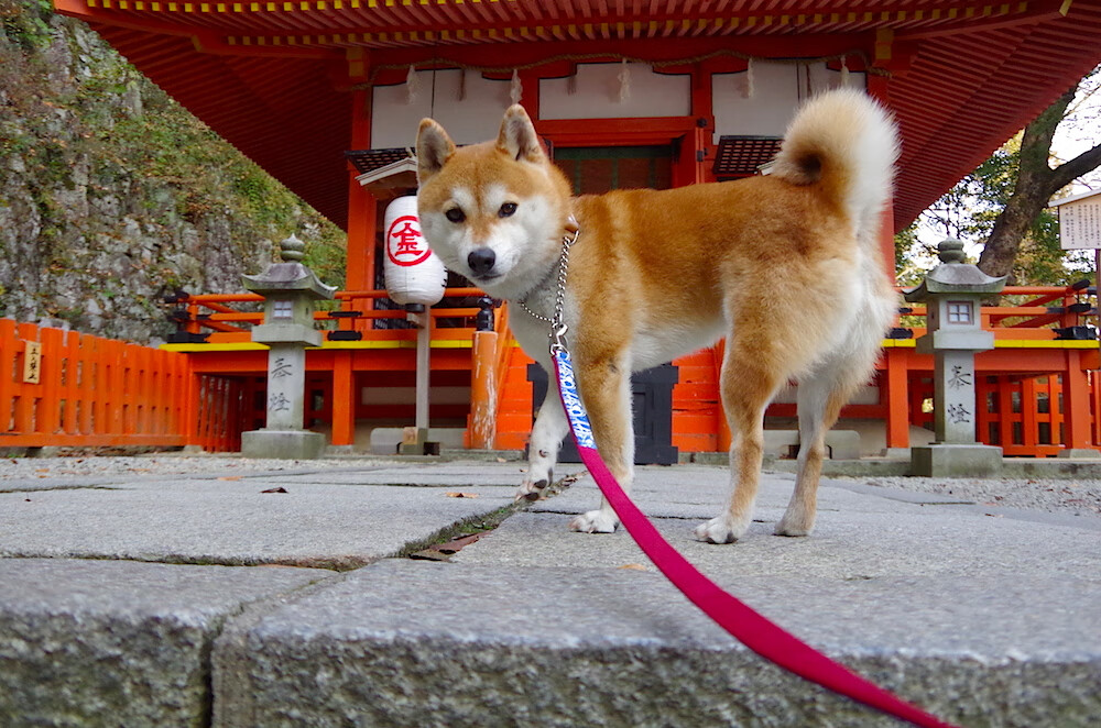 _掘金队士气高涨,攻守两端表现出色_,掘金队现在叫什么