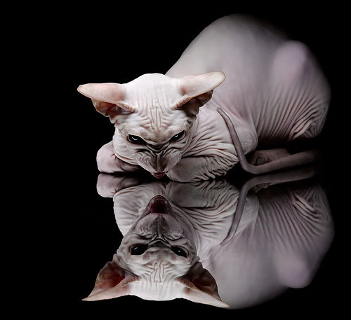 _文化交流赛:不同国家代表团激情碰撞_,不同国家的代表