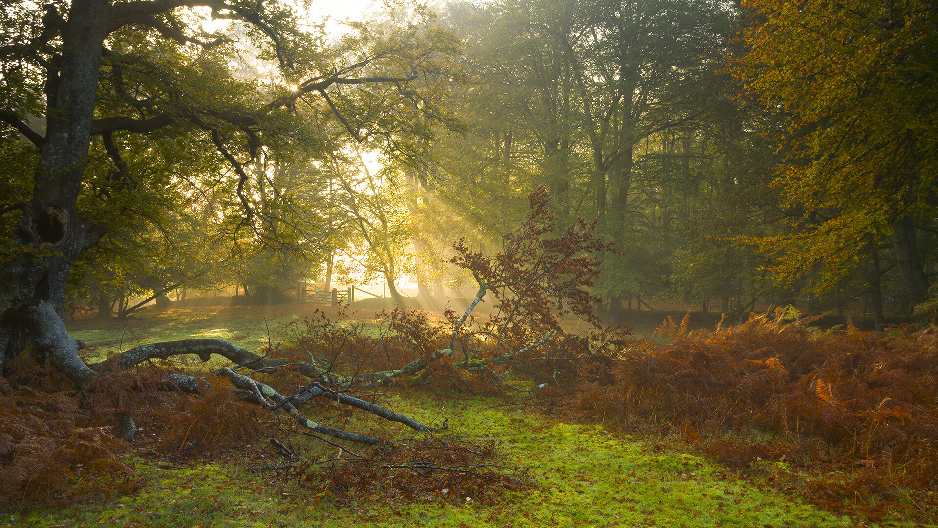 “足球明星的中国之旅:访谈与专栏”,足球明星(中国)