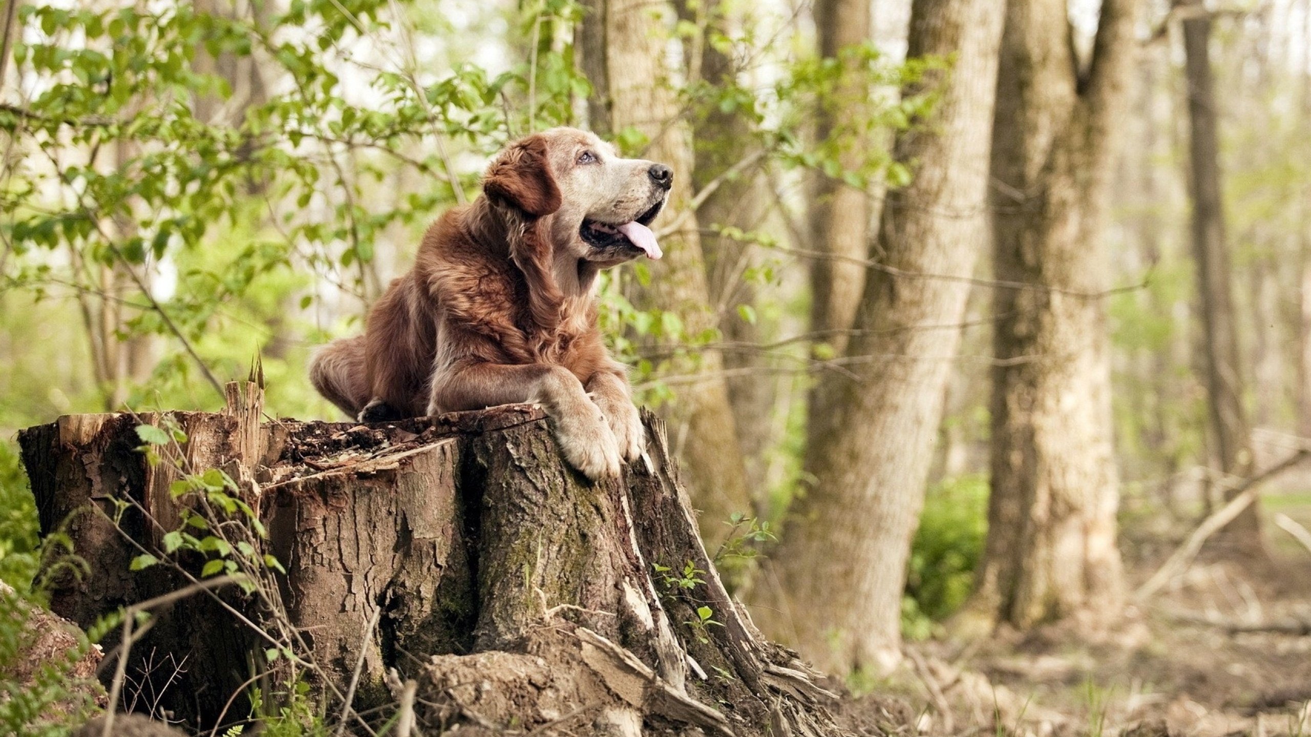 中国举重女将再破世界纪录,侯志慧力压群雄,中国举重冠军女子