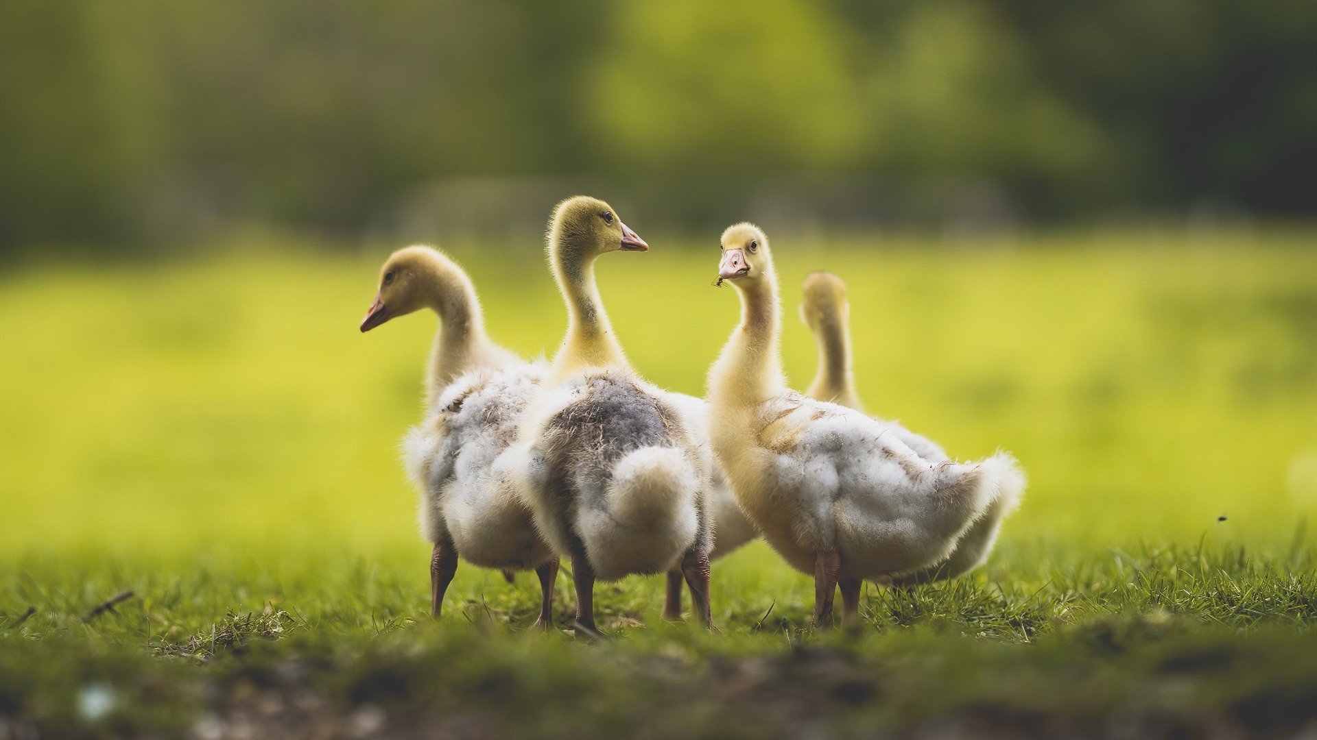 伊朗男足在巴黎奥运会比赛中以2-1战胜阿根廷,21年伊朗男足大名单