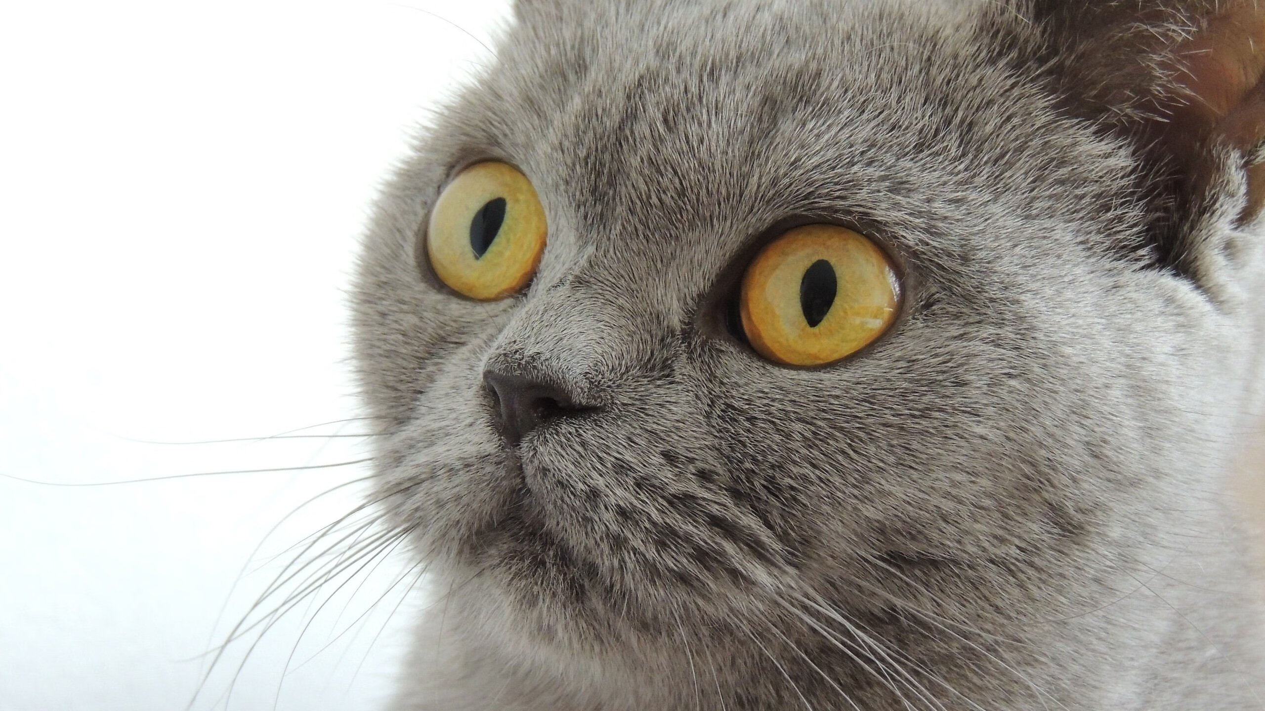 开云体育APP下载-奥格斯堡队遭遇强劲对手，不敌而归，奥格斯堡转入球员