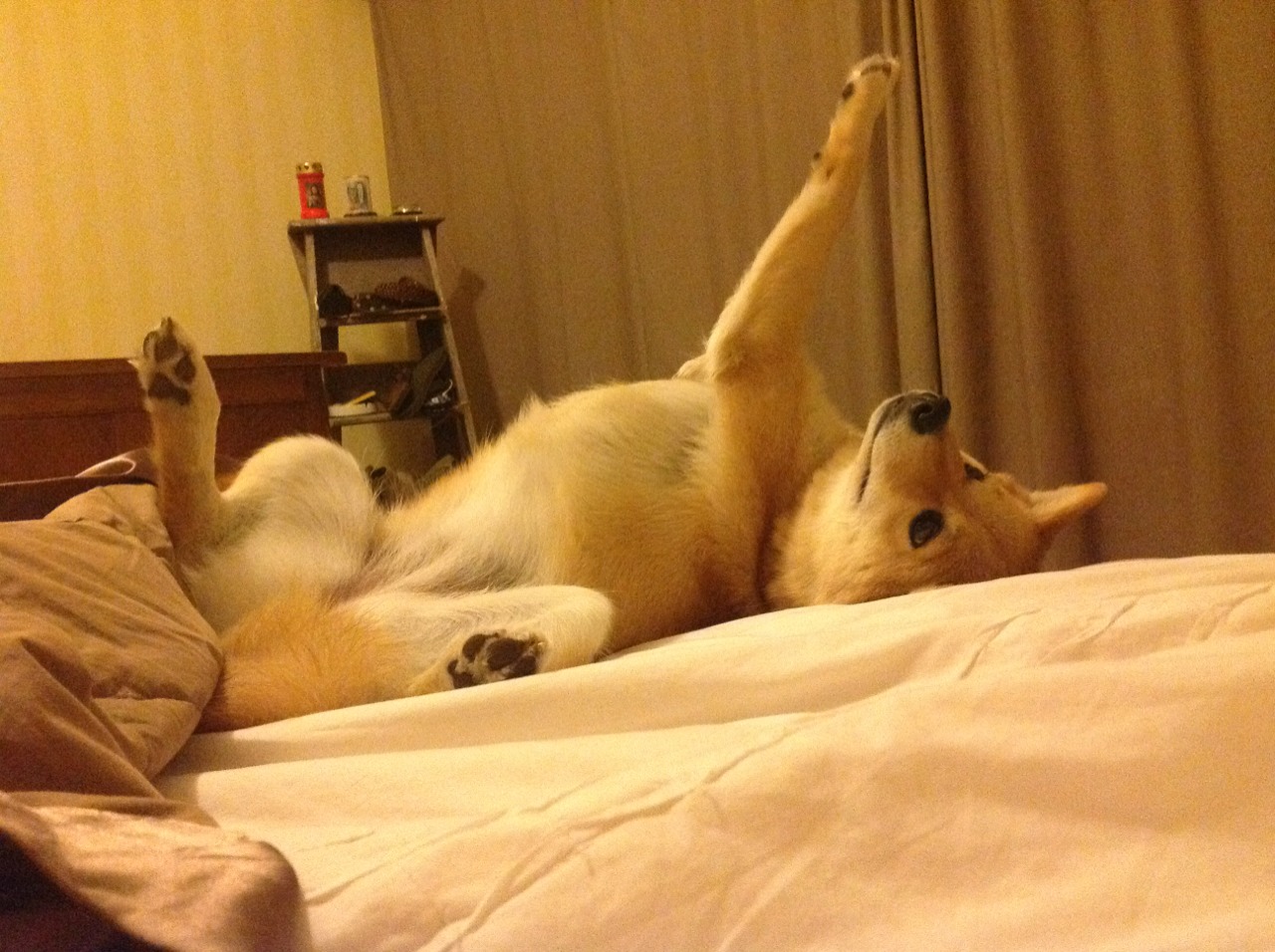 奥萨苏纳主场0-1不敌塞维利亚,遗憾落败,奥萨苏纳vs塞尔利亚比分