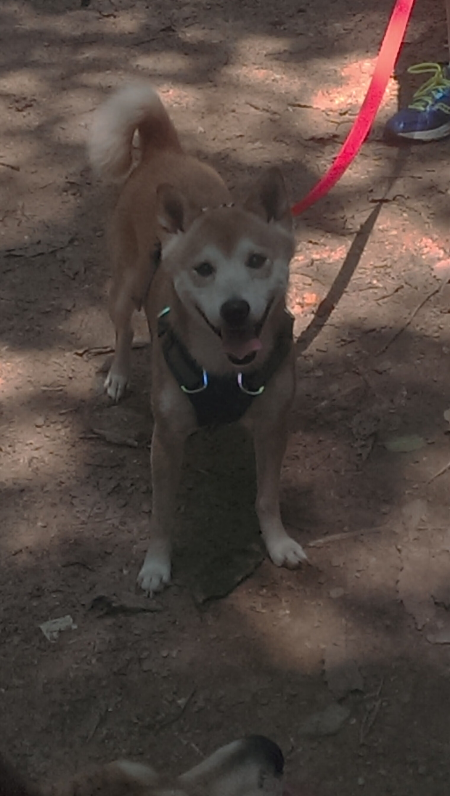 开云官方网站-巴朗加国王球员健康状况良好，巴朗加斯