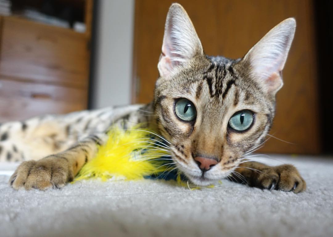 巴朗加国王球员健康状况良好,巴郎去马尔斯了吗