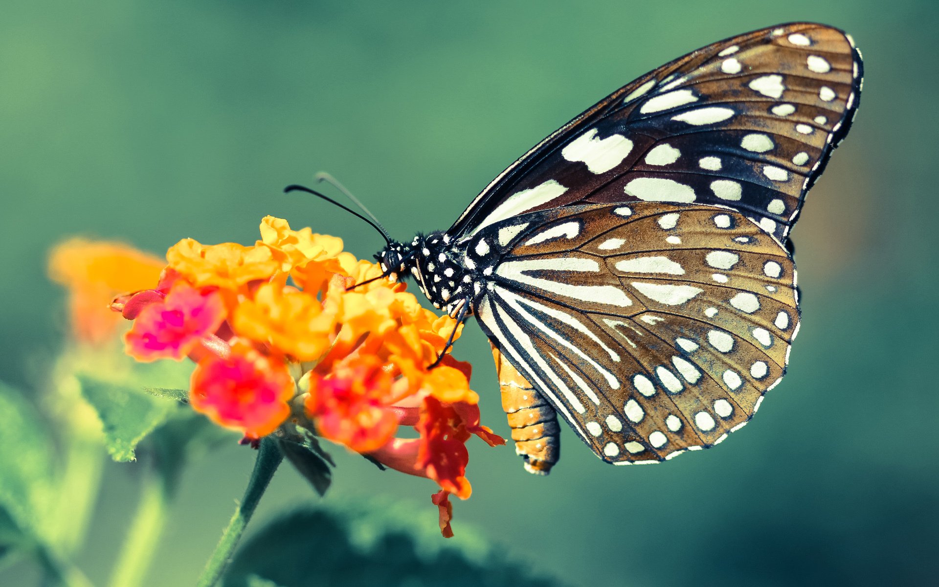本菲卡签下强力前锋,本菲卡球队怎么样