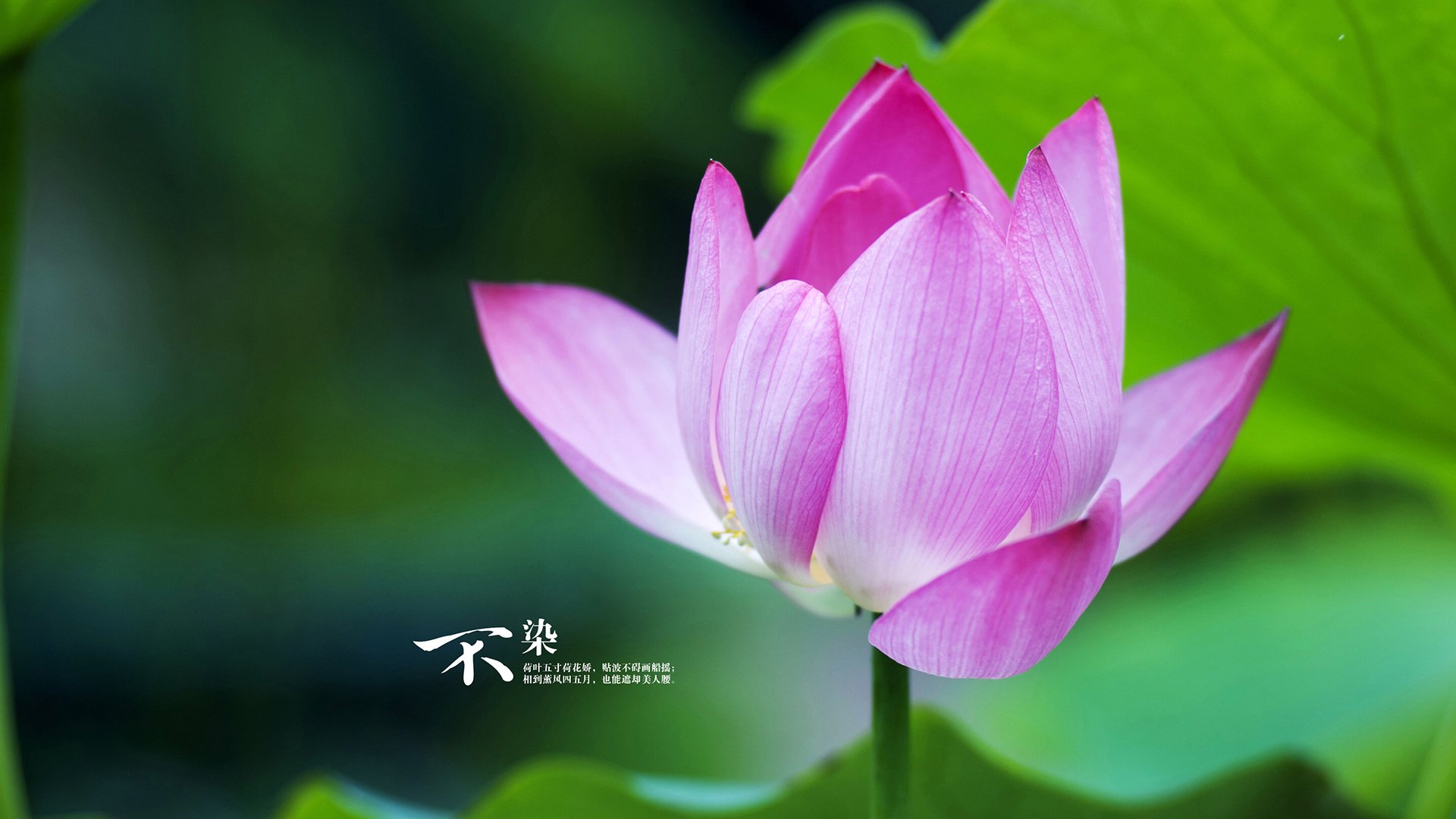 毕尔巴鄂竞技主场2-1战胜瓦伦西亚,收获关键三分,毕尔巴鄂竞技两个亚军