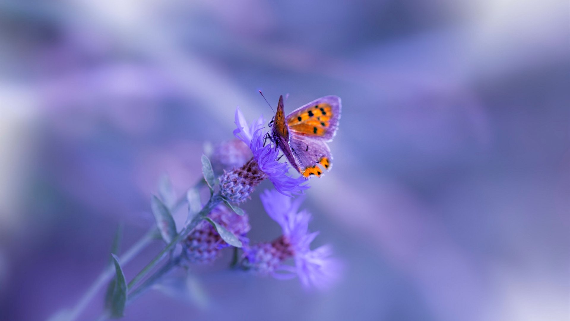 开云官方网站-澳大利亚豪门再次挑战国际对手，实力大比拼，澳大利亚土豪travers