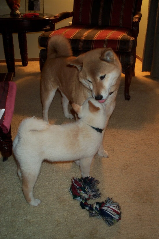 欧冠淘汰赛：那不勒斯希望染指冠军宝座，那不勒斯欧战成绩