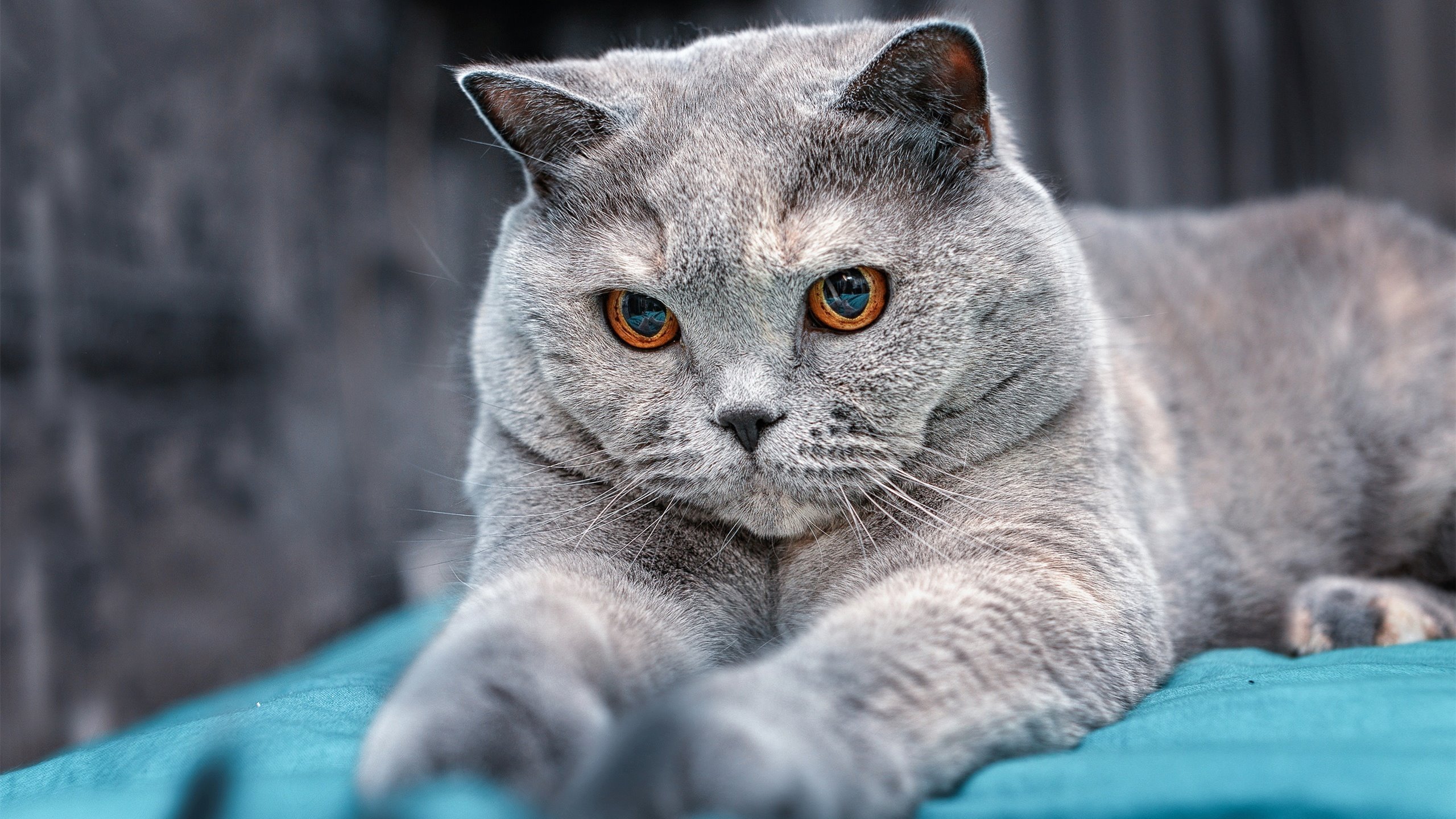 卢旺达男篮在非洲锦标赛中夺冠,创造历史纪录