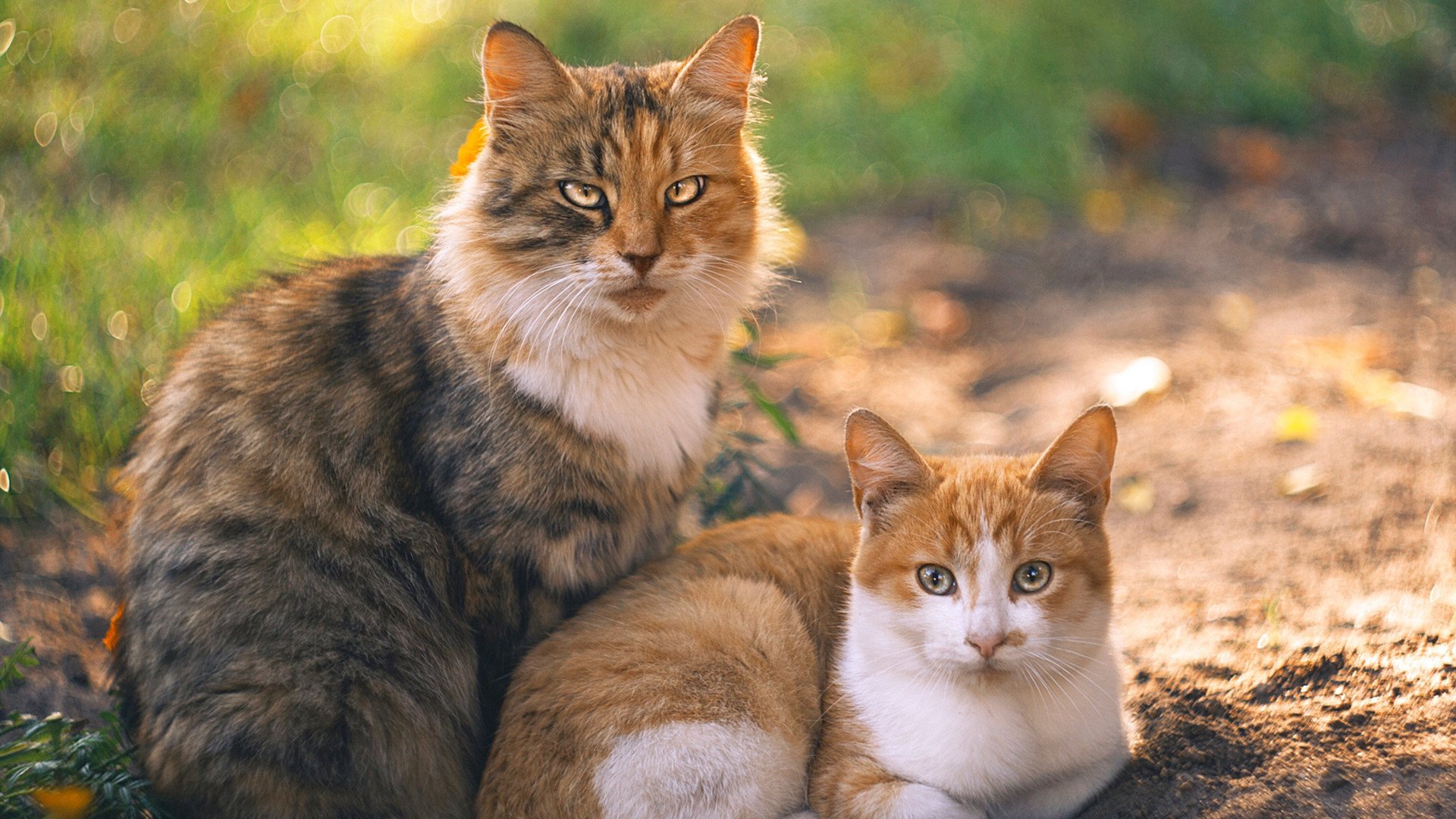弗朗索瓦·斯图尔特:中场的战术智囊,帮助南非队拿下重要胜利