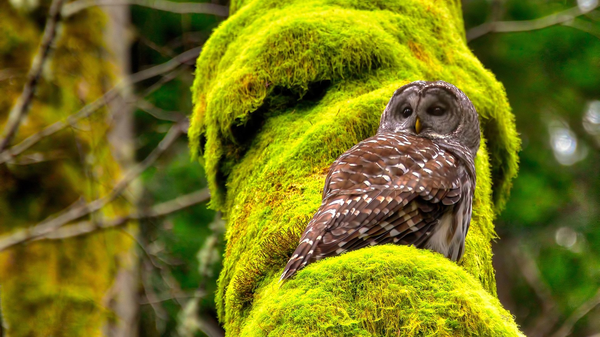 李娜谈心态称输赢之外更重过程,李娜生涯