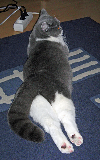 KAIYUNAPP-森林狼推出球队公益基金会支持教育项目，森林狼队球馆