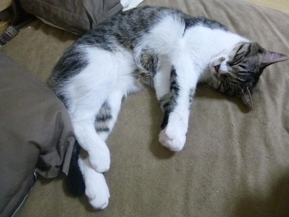 kaiyun.com-湖人赛前动员现场照片曝光充满斗志，湖人出场超燃