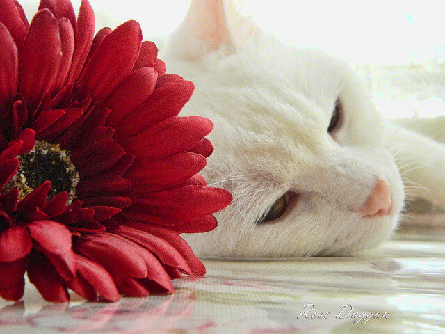 开云·体育全站登录地址-男篮国家队实施小组目标计划增强阶段性成果转化，男篮国家队集训名单