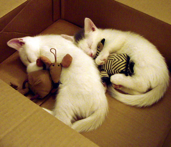 开云入口-美洲杯激战正酣：精彩绝伦的攻防对决，z美洲杯